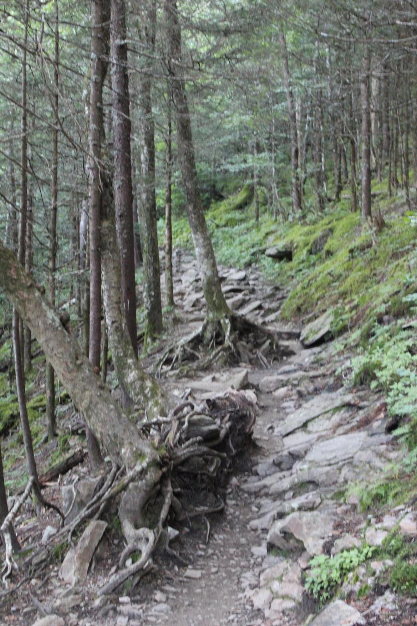Bear Necessities, Luxury 5Bd Mtn Views, Hot Tub, Many Bear Sightings Villa Gatlinburg Dış mekan fotoğraf