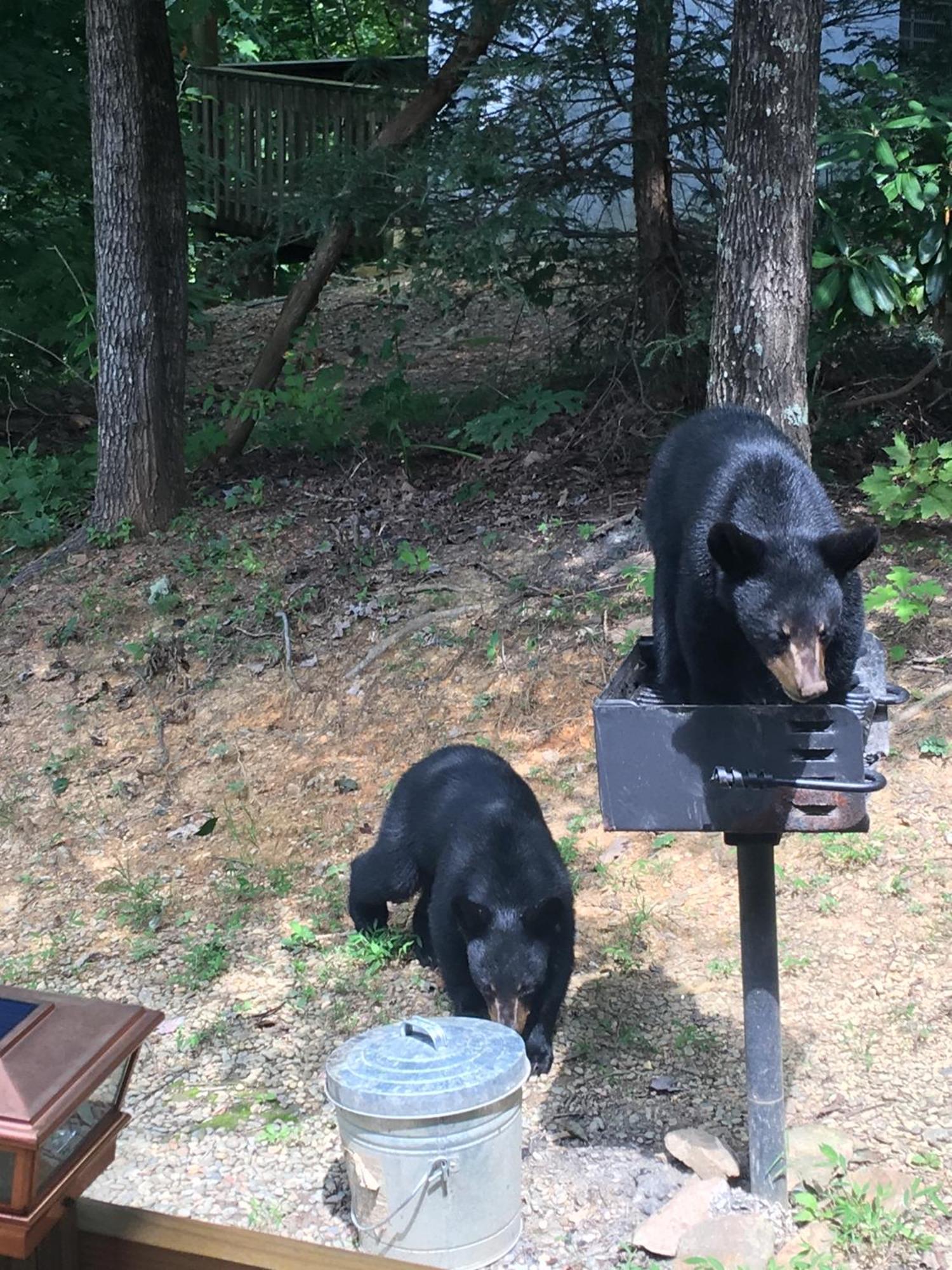 Bear Necessities, Luxury 5Bd Mtn Views, Hot Tub, Many Bear Sightings Villa Gatlinburg Dış mekan fotoğraf