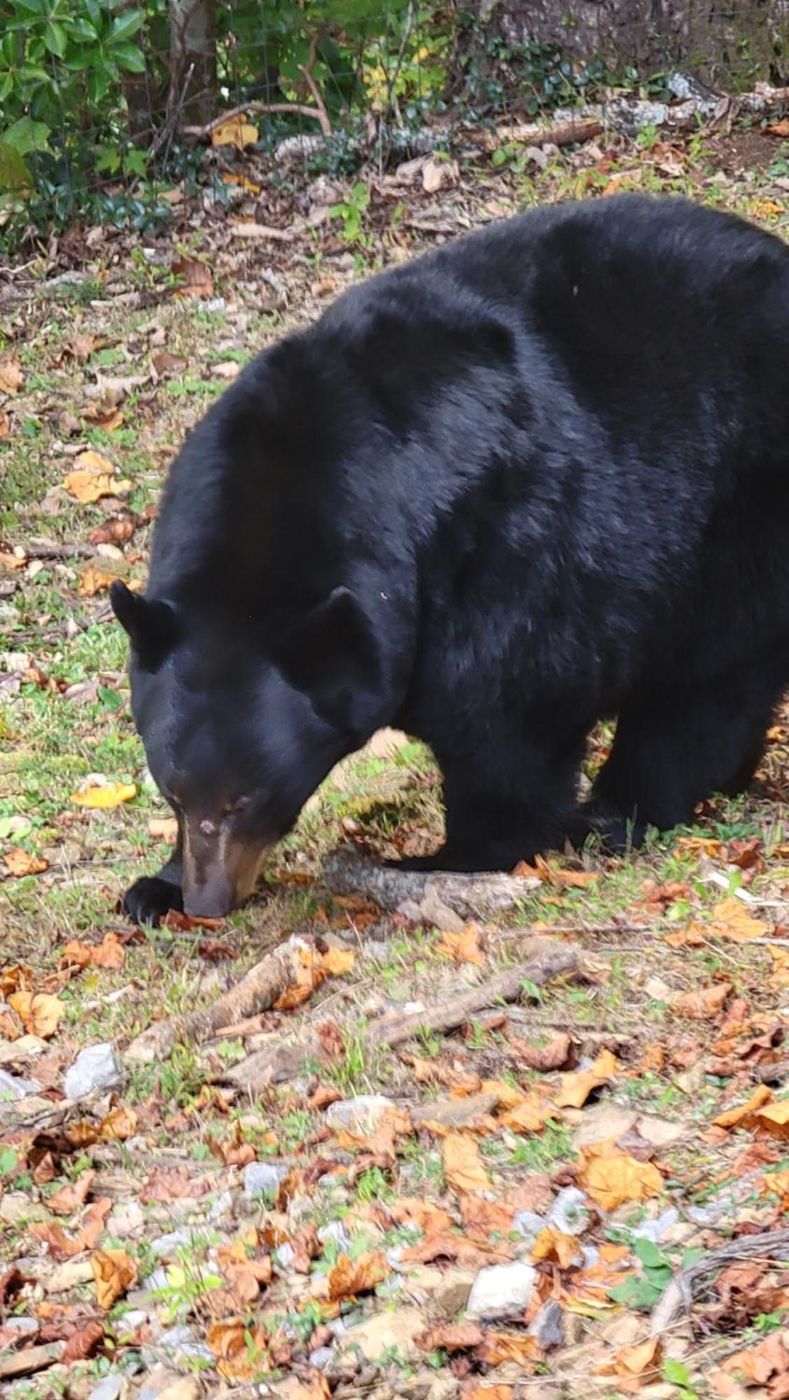 Bear Necessities, Luxury 5Bd Mtn Views, Hot Tub, Many Bear Sightings Villa Gatlinburg Dış mekan fotoğraf