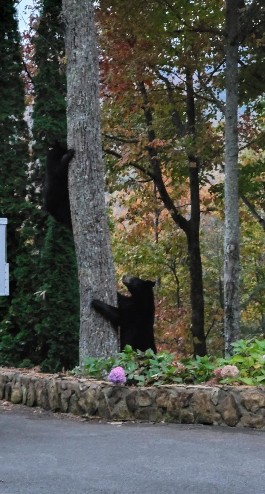 Bear Necessities, Luxury 5Bd Mtn Views, Hot Tub, Many Bear Sightings Villa Gatlinburg Dış mekan fotoğraf